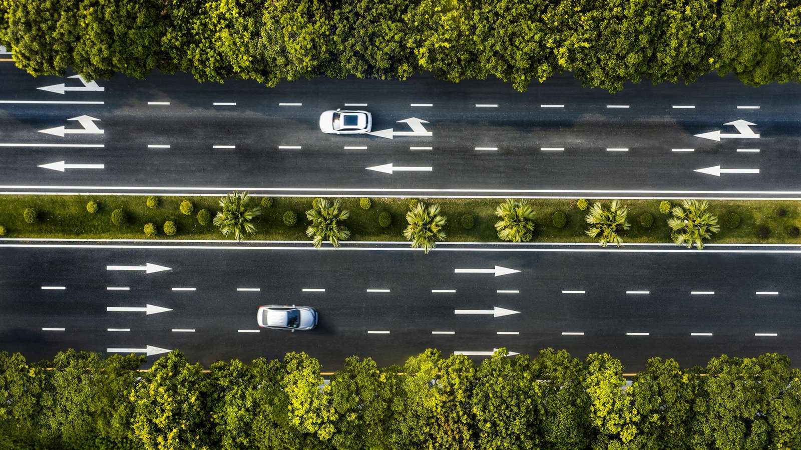 cars on a road with trees
