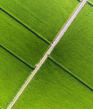 a road between rows of green plants